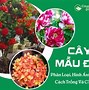 Cây Mẫu Đơn Trong Tiếng Anh Là Gì