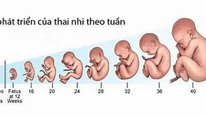 Thai Nhi 32 Tuần Tuổi Phát Triển Như Thế Nào